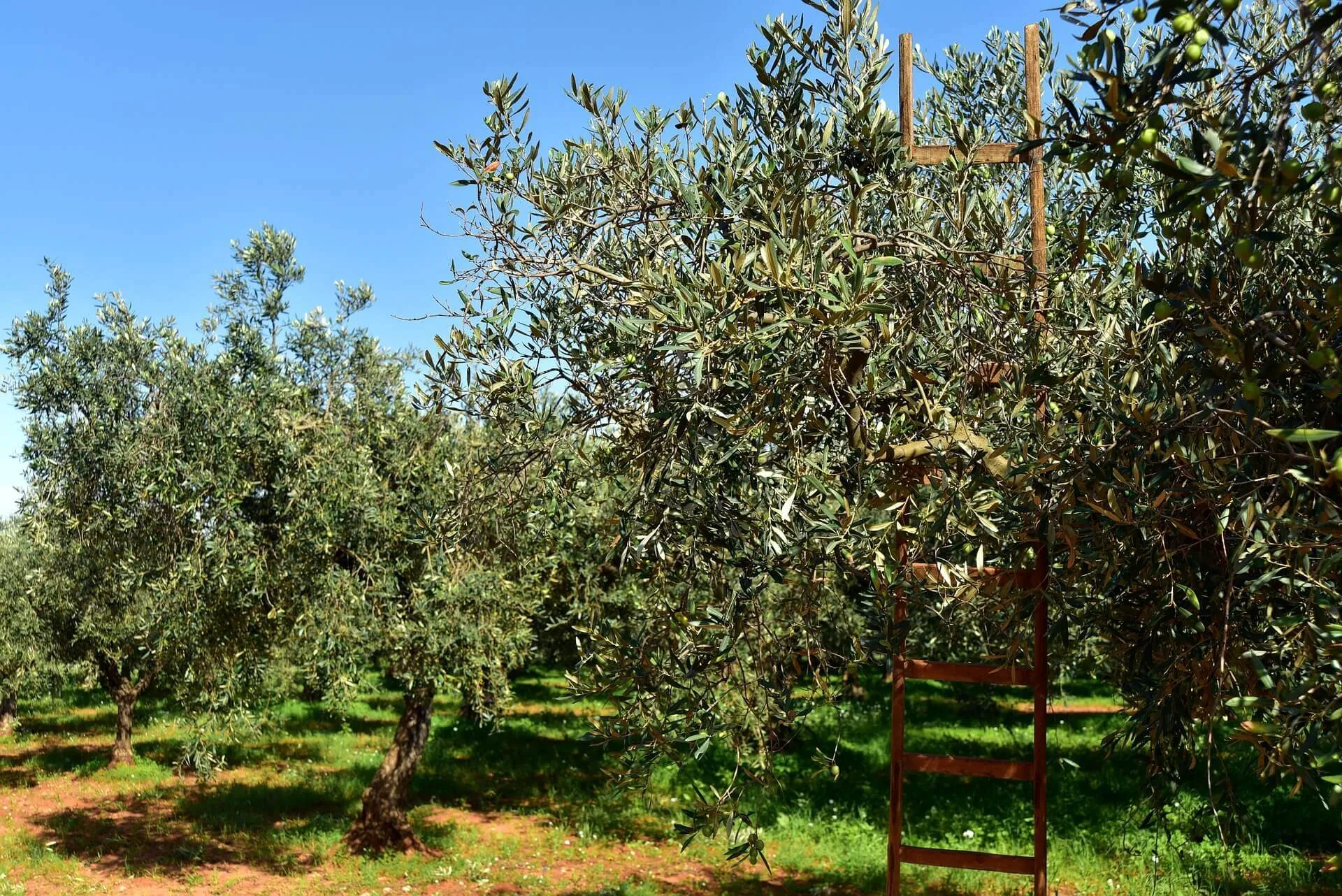 Elidia Olive Oil