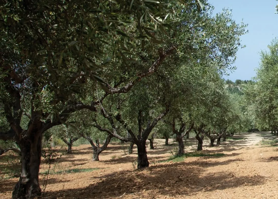 Elidia Olive Oil